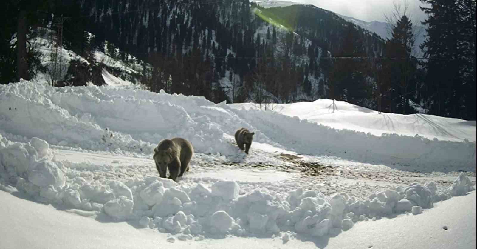 Kış uykusuna yatmayan ayılar g&uuml;peg&uuml;nd&uuml;z arıcıların g&uuml;venlik kamerasına yakalandı

