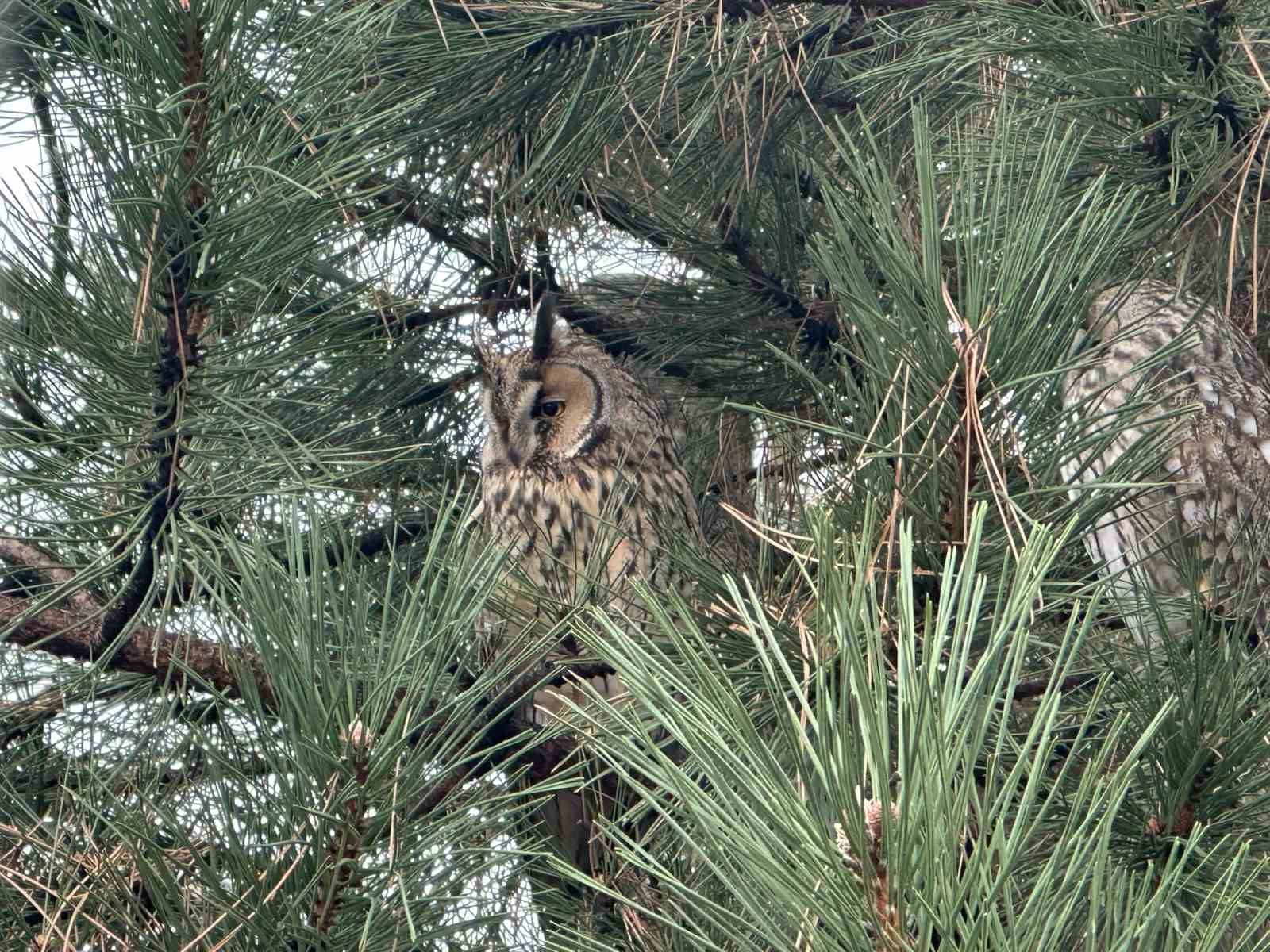 Kulaklı orman baykuşu yıllardır ailesiyle mesken tuttuğu ağa&ccedil;ta yaşıyor
