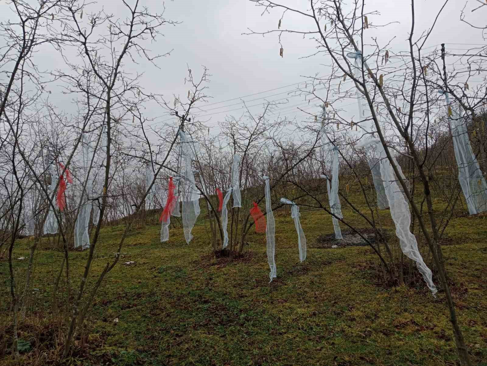 ‘Müslüman çam ağacı süslemez’ deyip, fındık bahçesini süsledi
