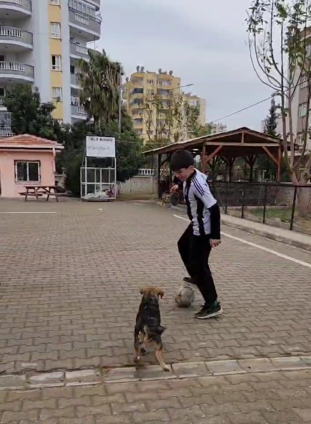 Okul bah&ccedil;esine giren k&ouml;pek &ouml;ğrencilerle ma&ccedil; yaptı
