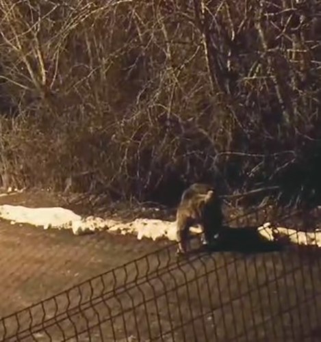 Uyku tutmayınca yiyecek aramak için ilçe merkezine indi