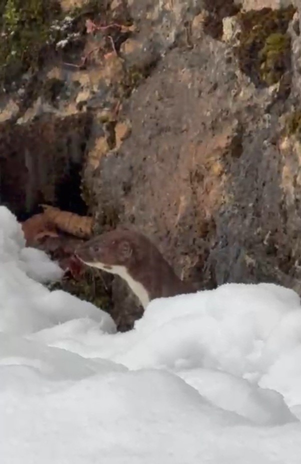 T&uuml;rkeli&rsquo;de gelincik g&ouml;r&uuml;nt&uuml;lendi
