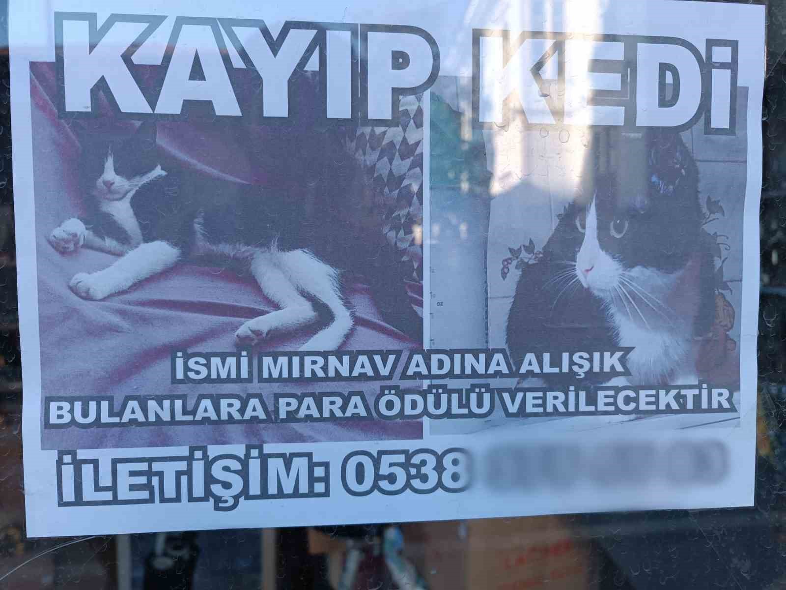 Kayıp kediyi bulana para ödülü
