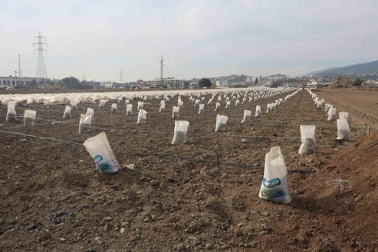 Depremzede çiftçi kışın da üretime devam etmek için tarlasına sera kuruyor
