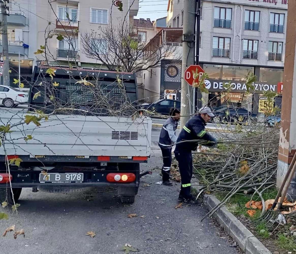 Körfez’de ağaçların bakımı sürüyor
