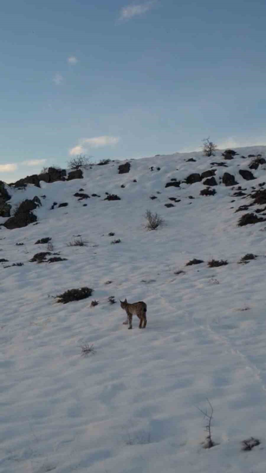 Nesli tükenme tehlikesi altında olan ’ormanın hayaleti vaşak’ Bayburt’ta drone kamerasıyla görüntülendi
