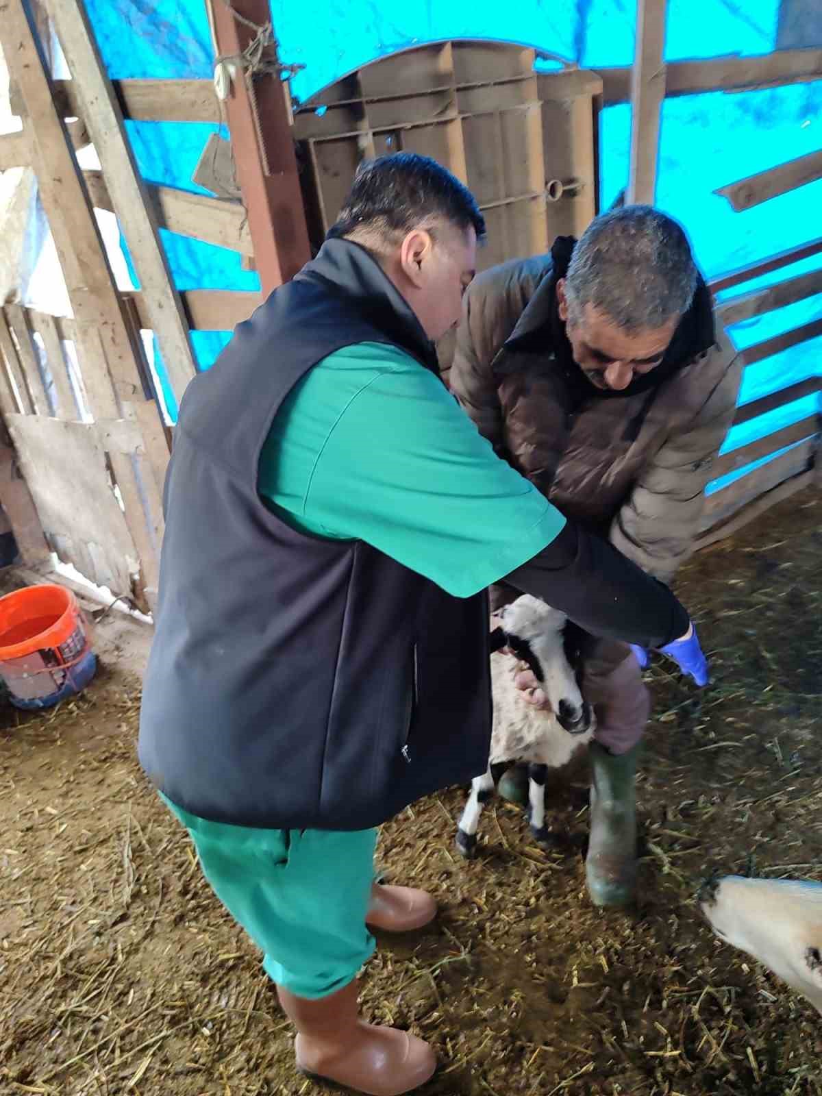 Söke’de küçükbaş hayvanların aşılanması devam ediyor
