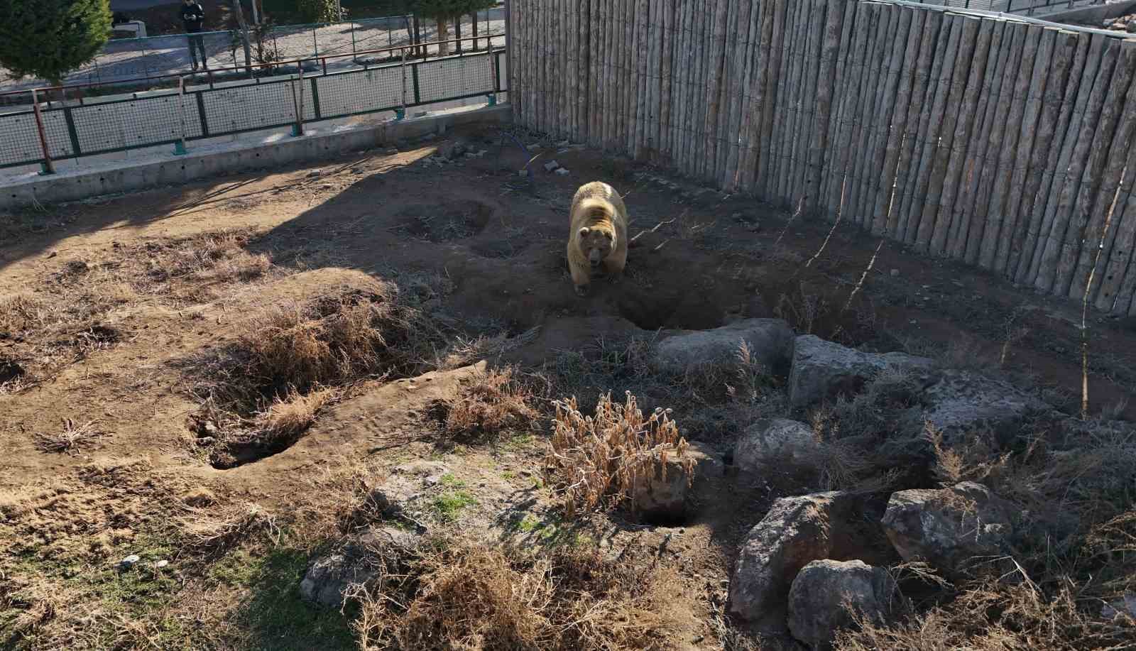 Kayseri’deki ayılar kış uykusuna yatmadı