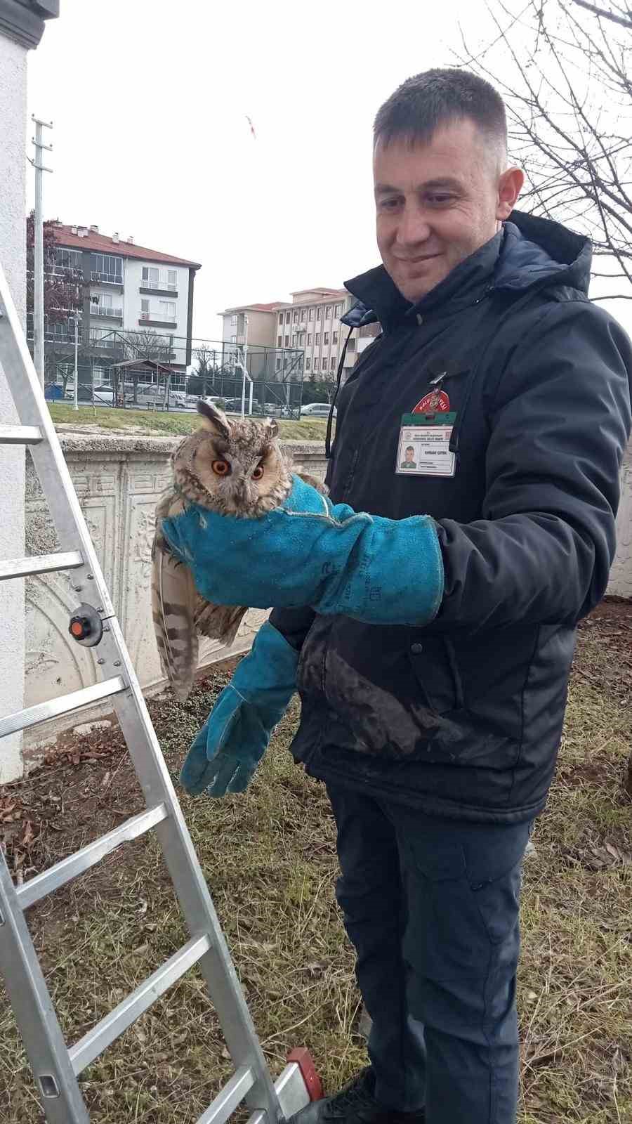 Balkonda mahsur kalan baykuş kurtarıldı