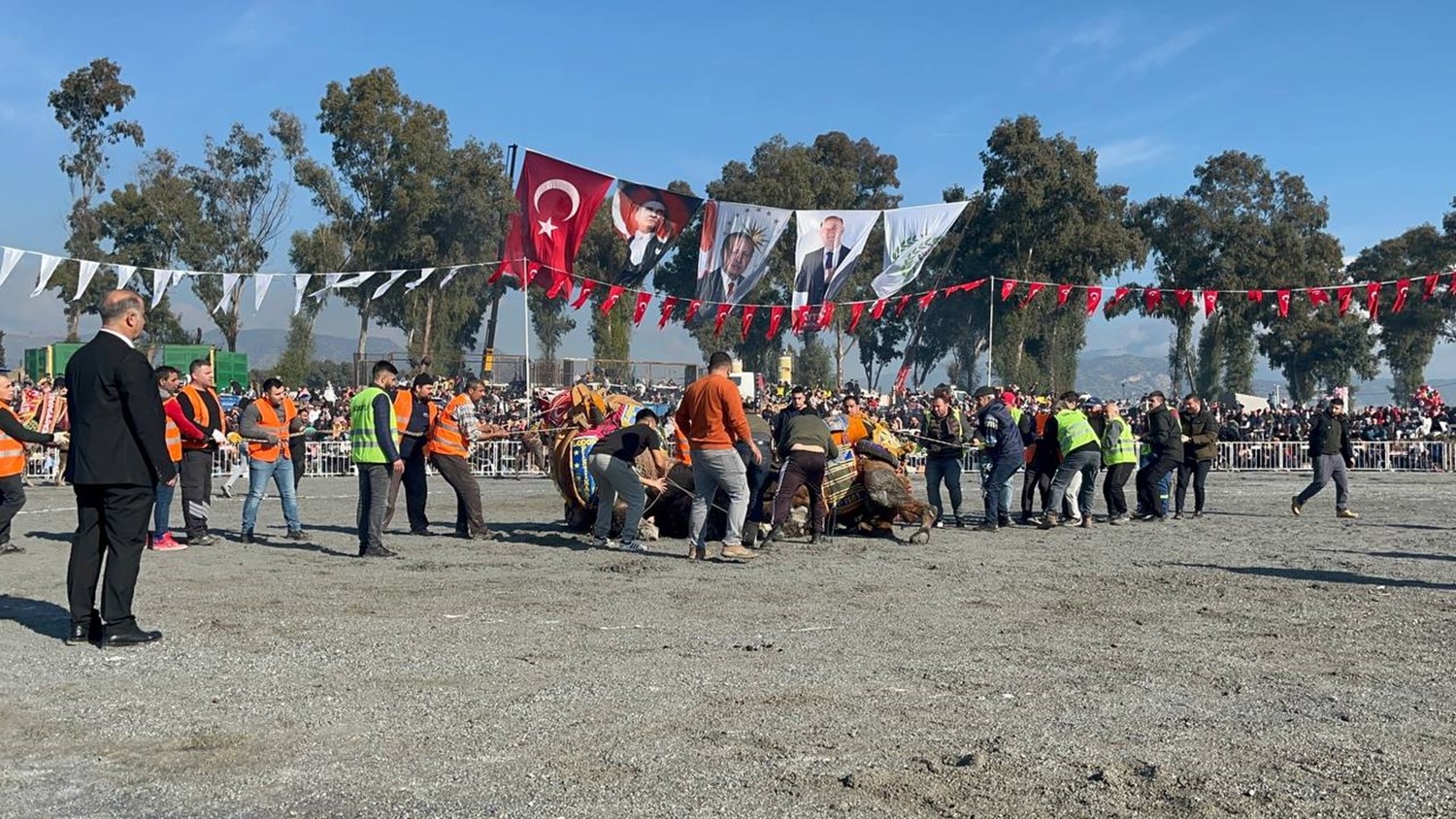 Pehlivan develer yılın ilk güreşinde İncirliova’da kozlarını paylaştı