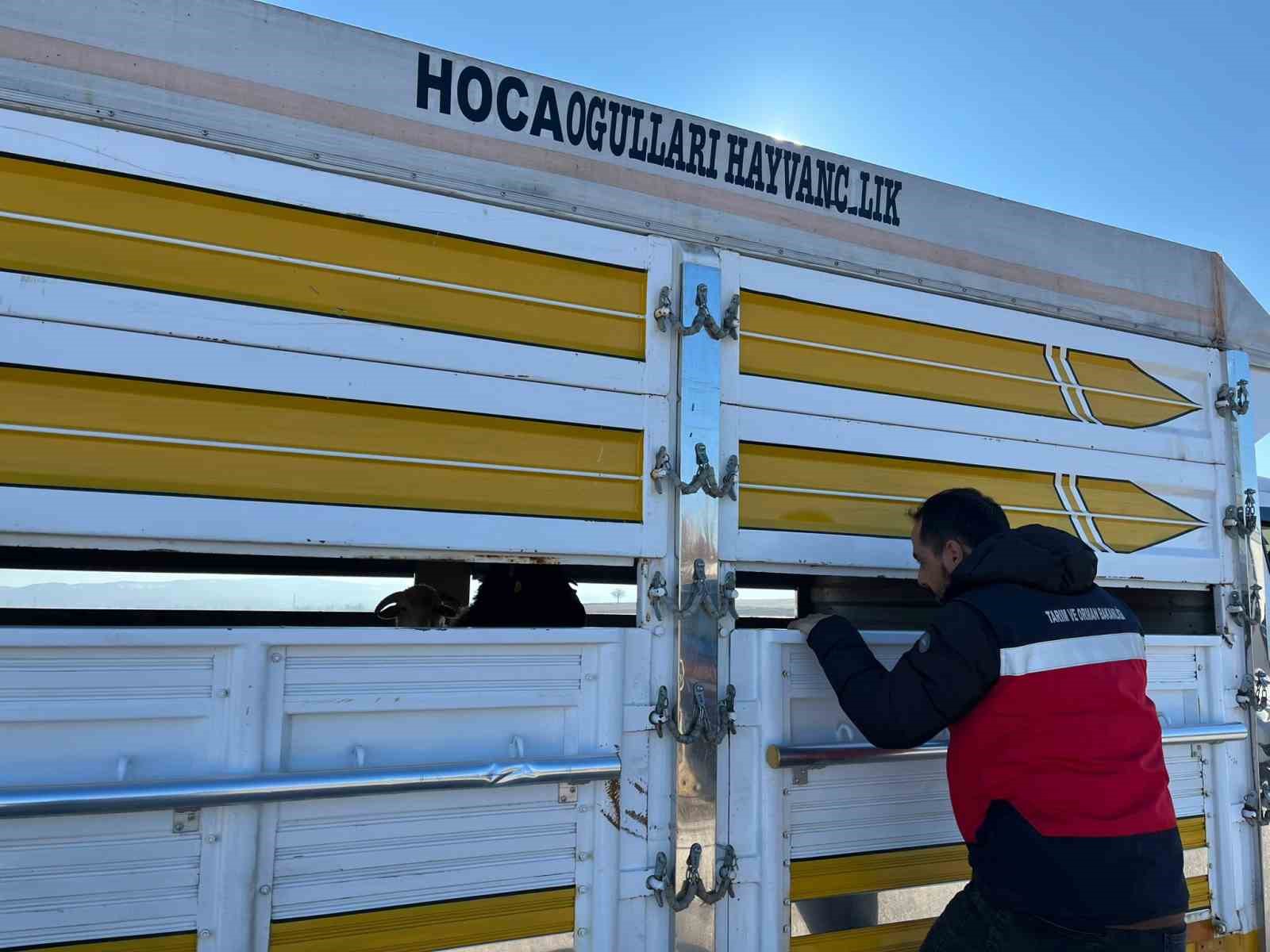 Çavdarhisar’da kaçak ve belgesiz hayvan hareketleri kontrolü