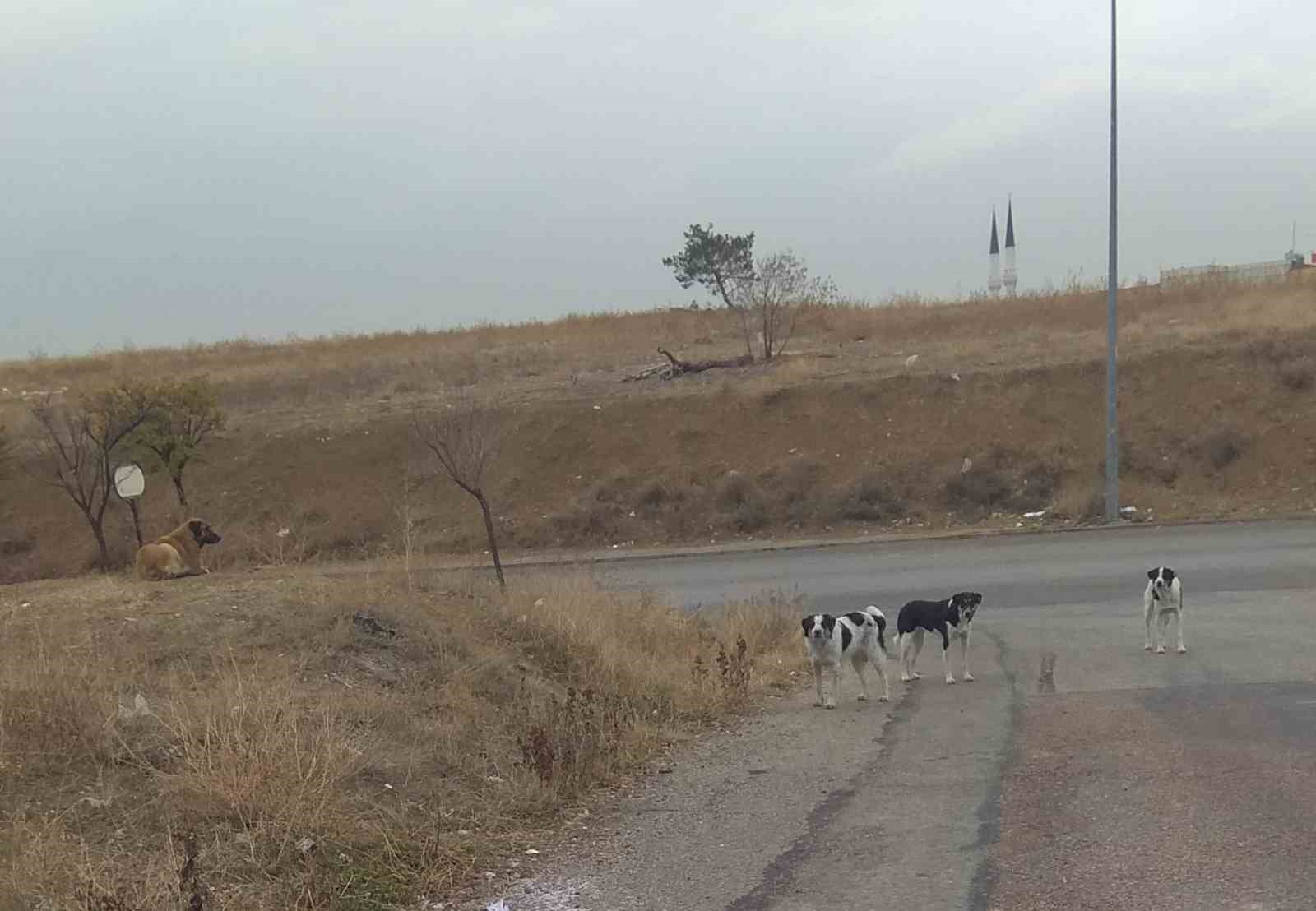 Ankara’da başıboş köpekler yere yatırdıkları vatandaşı defalarca ısırdı
