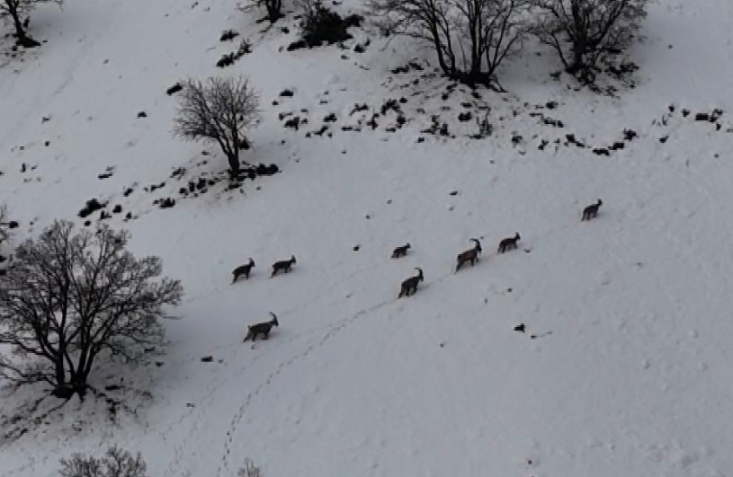 Tunceli’de vadilere inen yaban keçileri görüntülendi