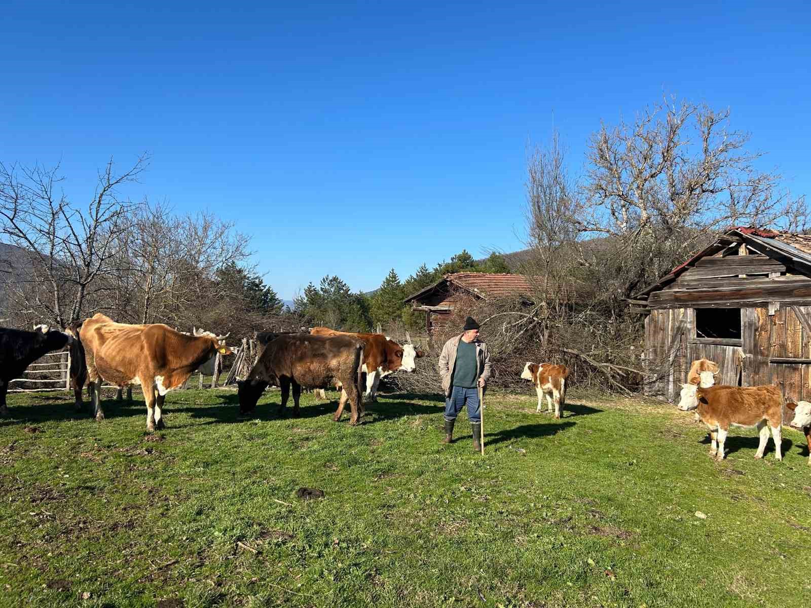 4 gündür kayıp olan büyükbaş hayvanlar dronla bulundu
