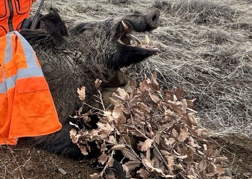 Elazığ’da avcılar 250 kiloluk domuz avladı
