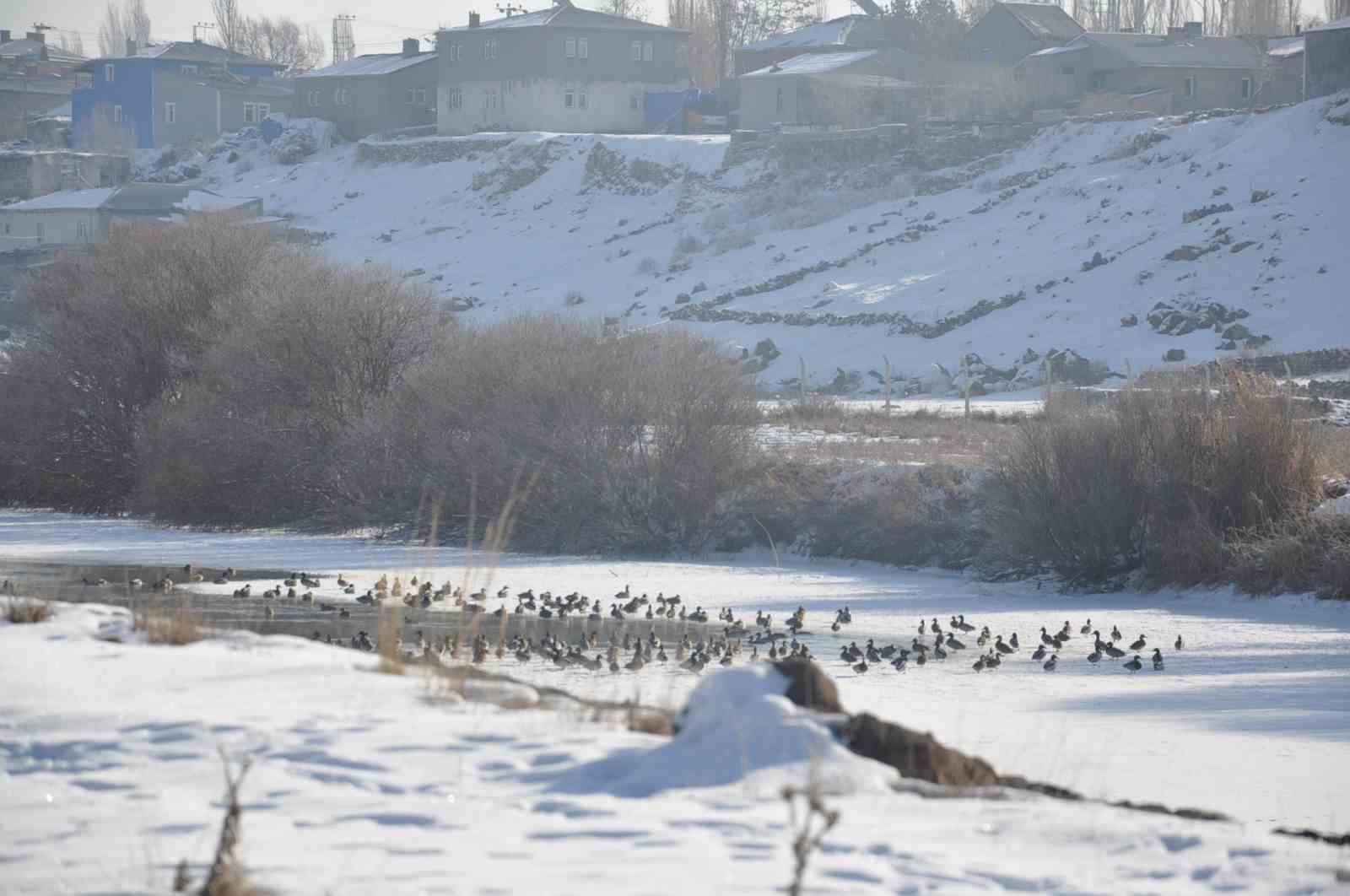 Kars’ta Yaban ördekleri bir arada görüntülendi