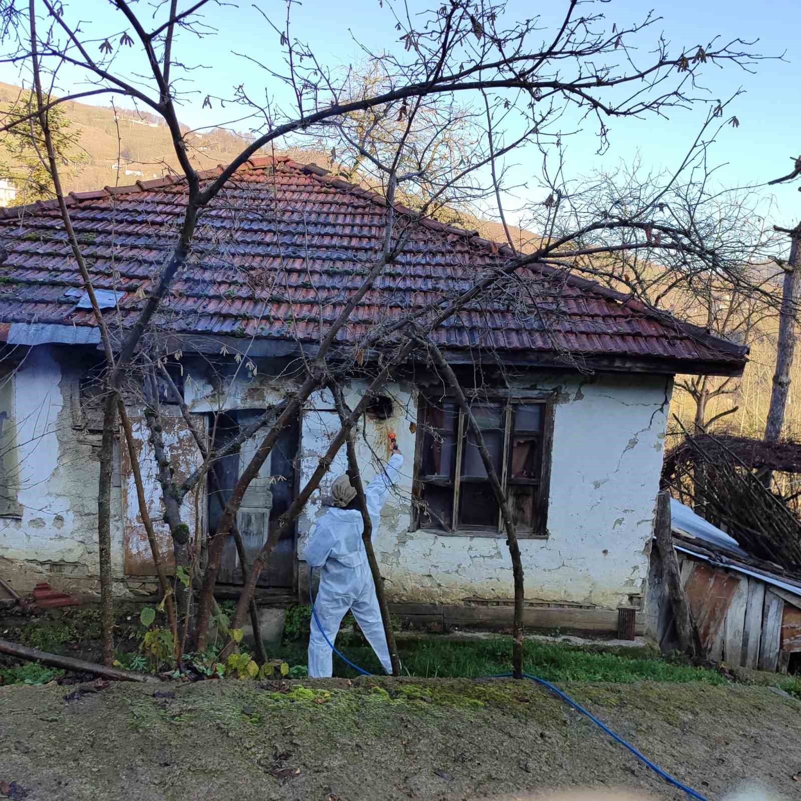 Kahverengi kokarca ile mücadele için her yer ilaçlanıyor
