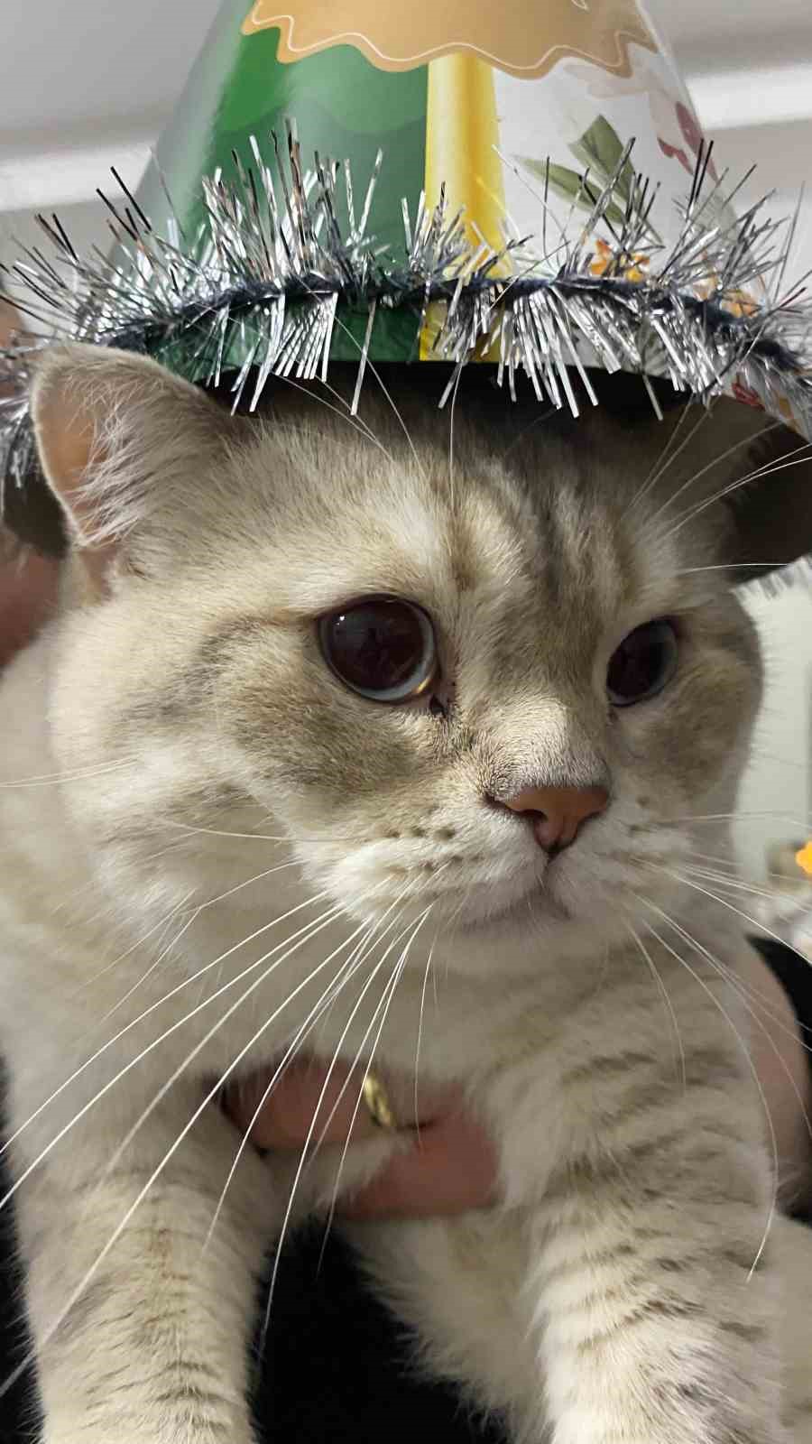 Aydın’da 48 bin hayvan kimliklendirildi