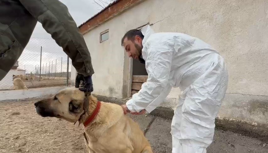 Arap ülkeleri dünyaya nam salan Kangallara talip oldu
