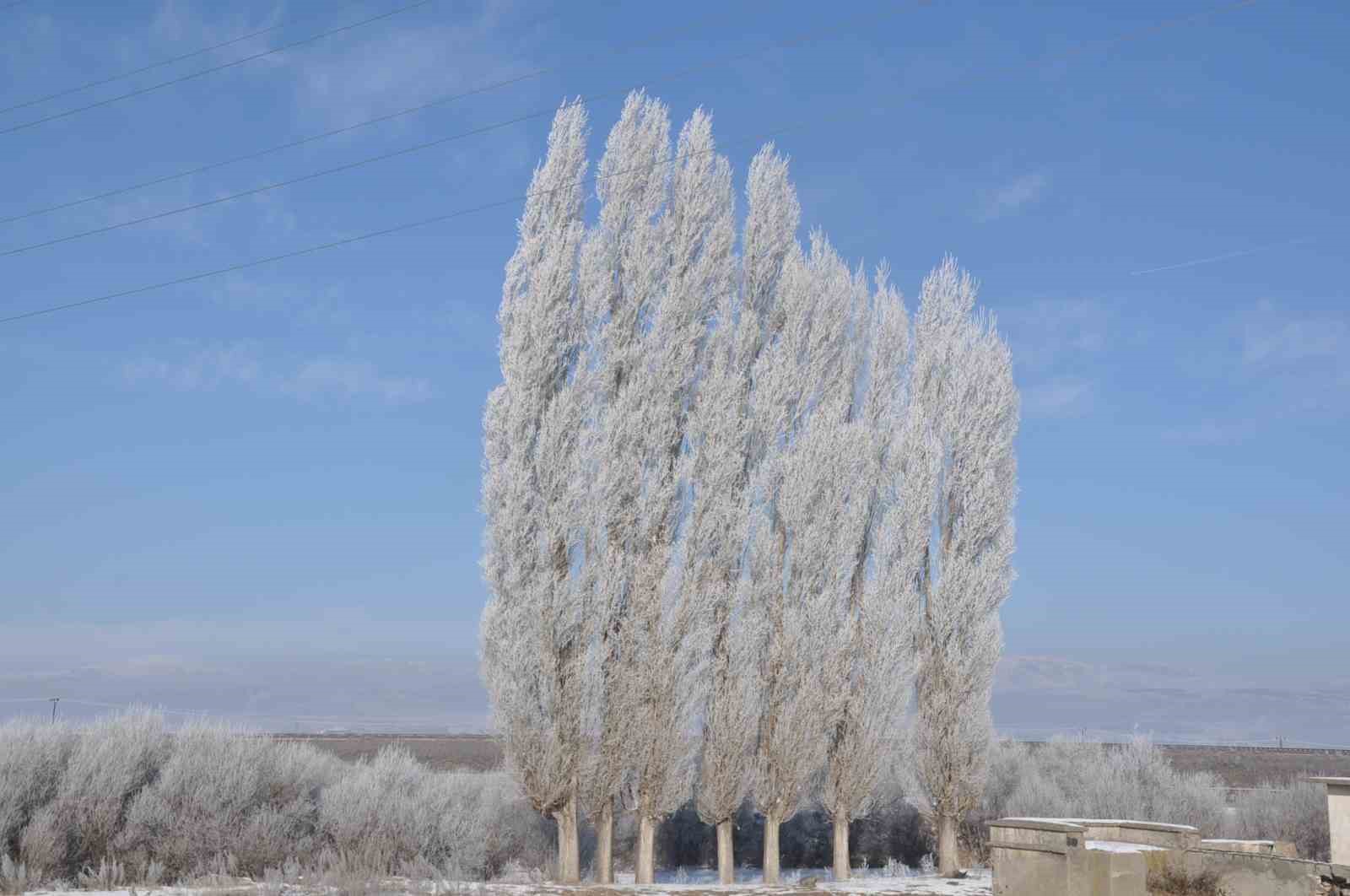 Kars dondu, ağaçlar kırağı tuttu