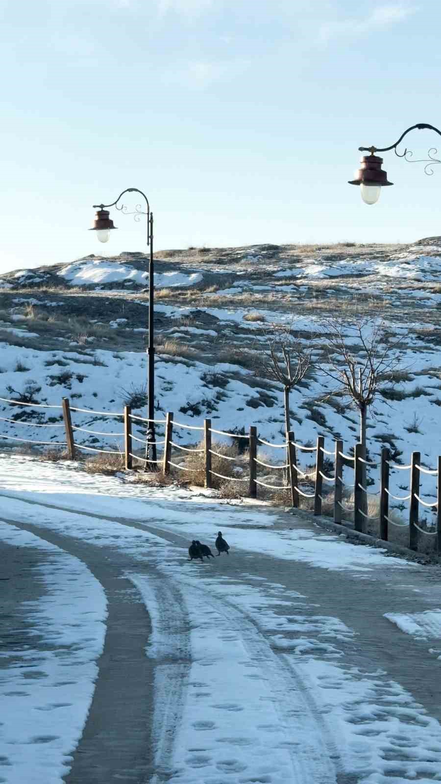 Kekliklerin kar altında yiyecek telaşı
