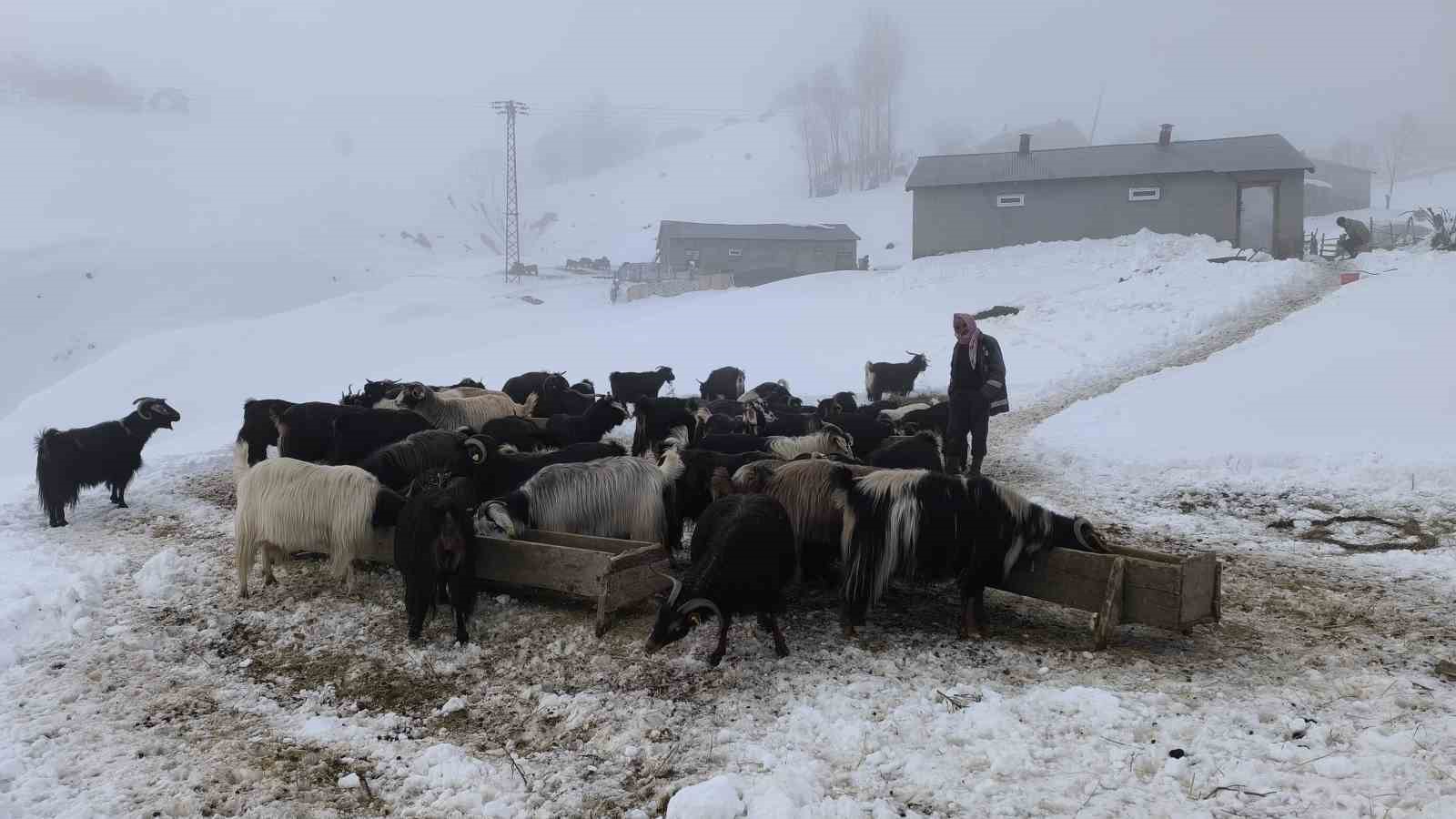 Muş’ta besiciler karla mücadeleye devam ediyor