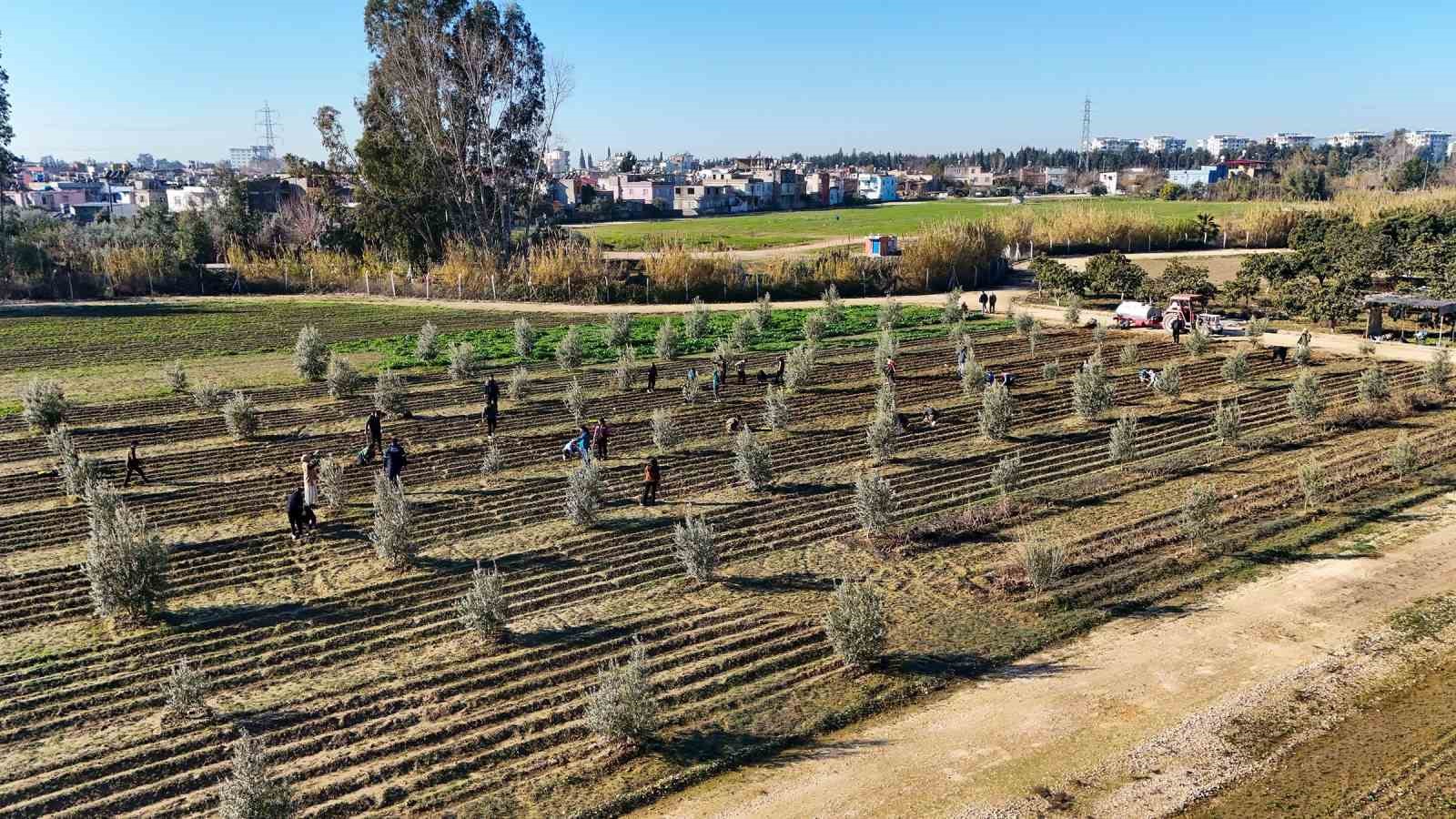 Tarsus’ta 5 bin marul fidesi toprakla buluşturuldu
