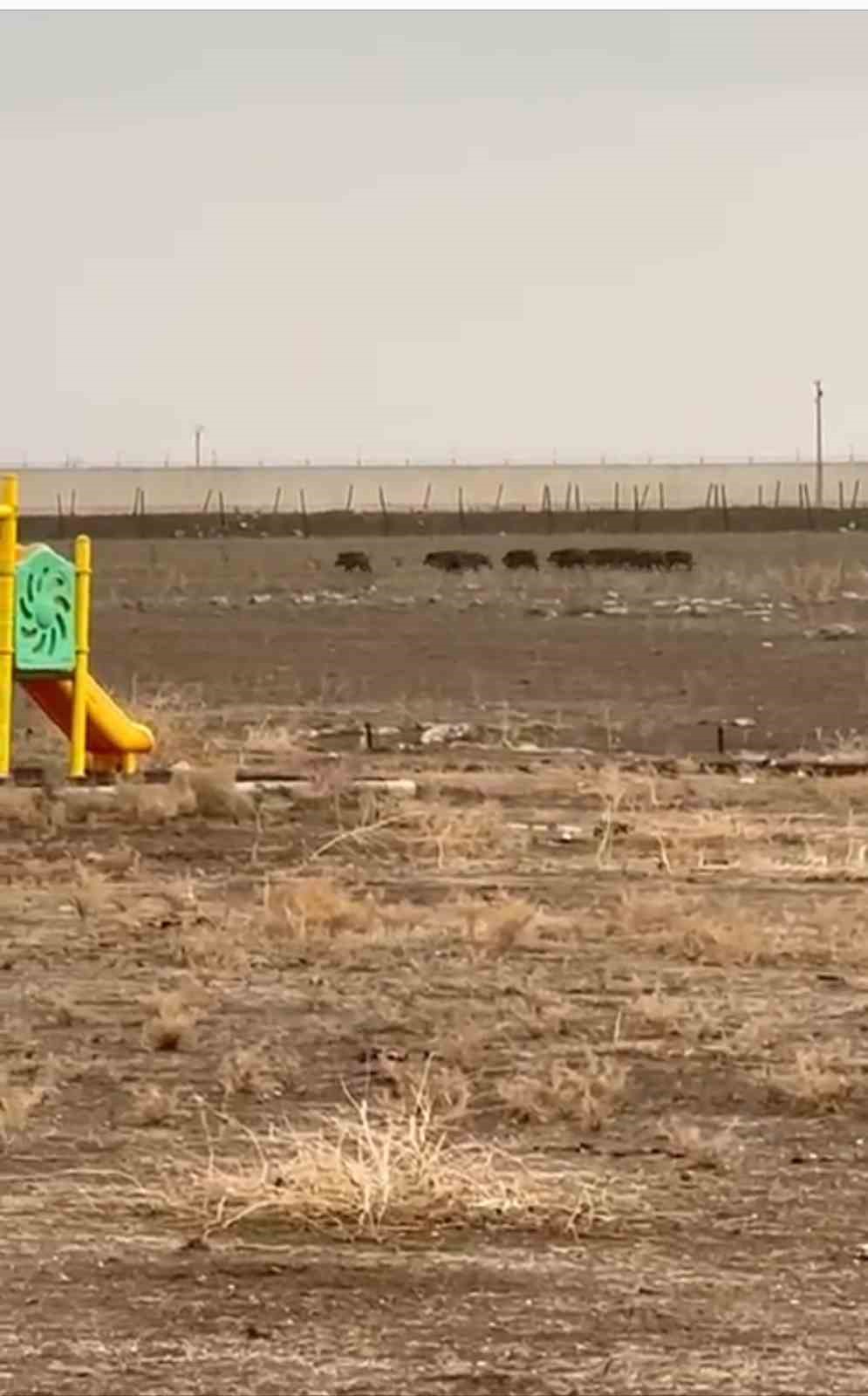 Mardin&rsquo;de domuz s&uuml;r&uuml;s&uuml; cep telefonu kamerasına yansıdı
