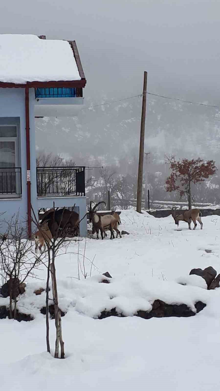 Antalya’nın ürkek misafirleri yaban keçileri  mahalleye indi
