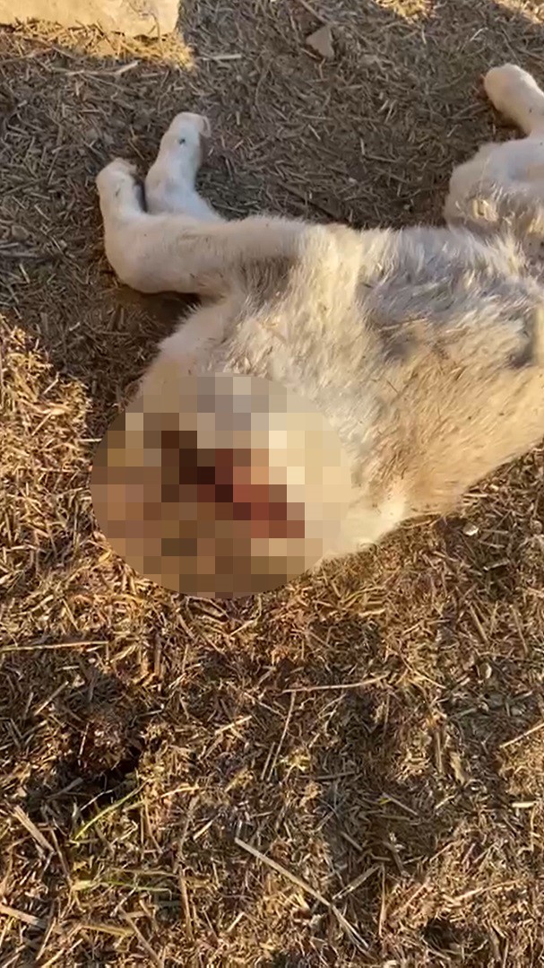 Gaziantep’te 3 yavru köpek öldürülmüş olarak bulundu