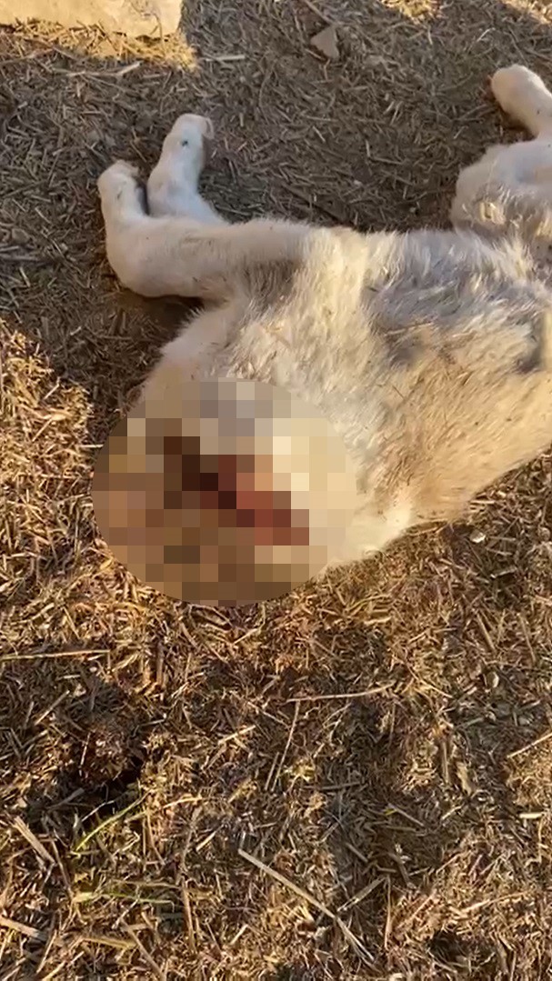 Gaziantep&rsquo;te 3 yavru k&ouml;pek &ouml;ld&uuml;r&uuml;lm&uuml;ş olarak bulundu
