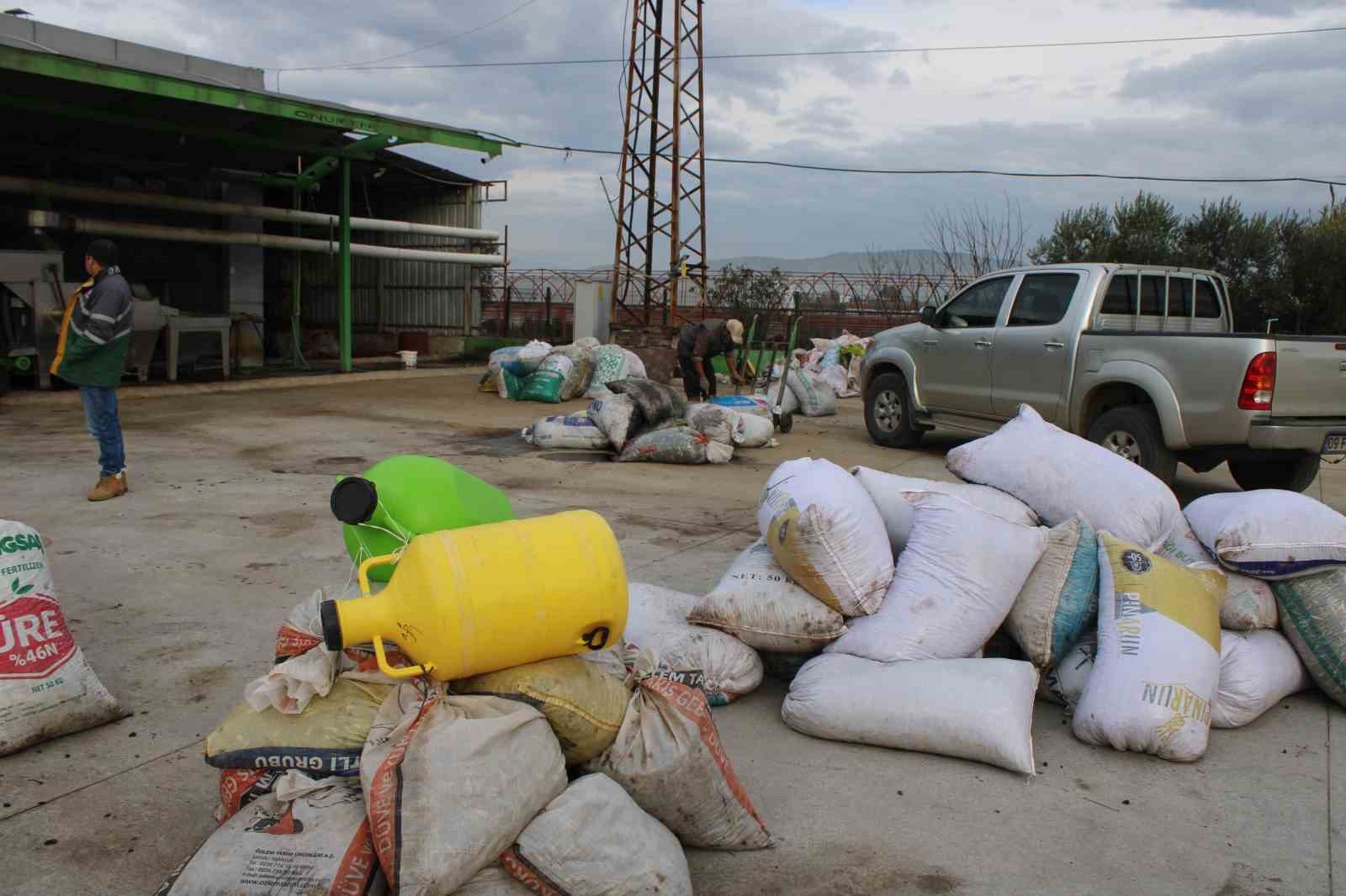 Aydın’da zeytinin yağa dönüşüm yolculuğu başladı
