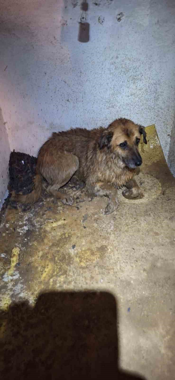 &Ccedil;amur &ccedil;ukuruna d&uuml;şen k&ouml;pek kurtarıldı

