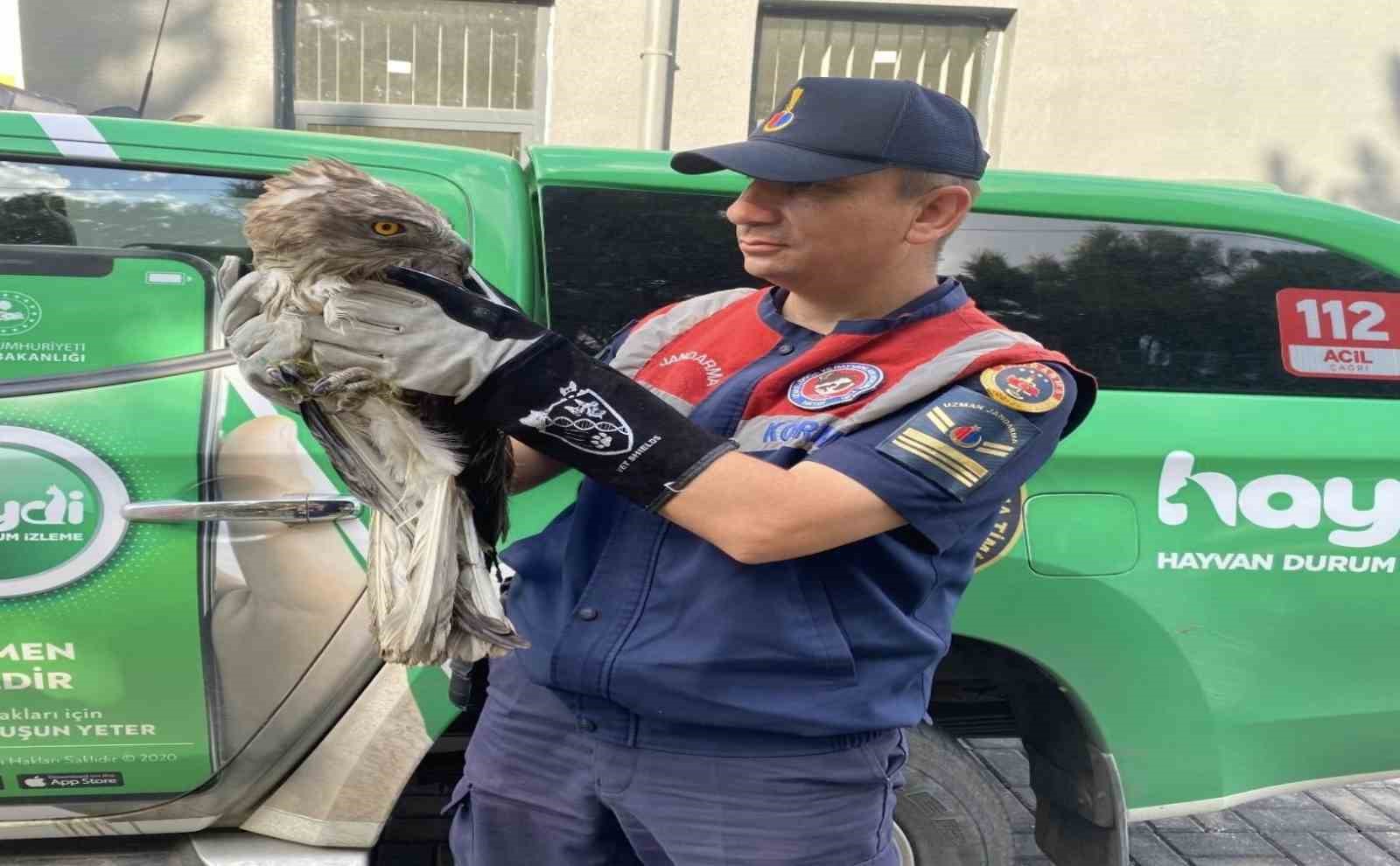 Çorum’da jandarma kaçak avcılara göz açtırmadı