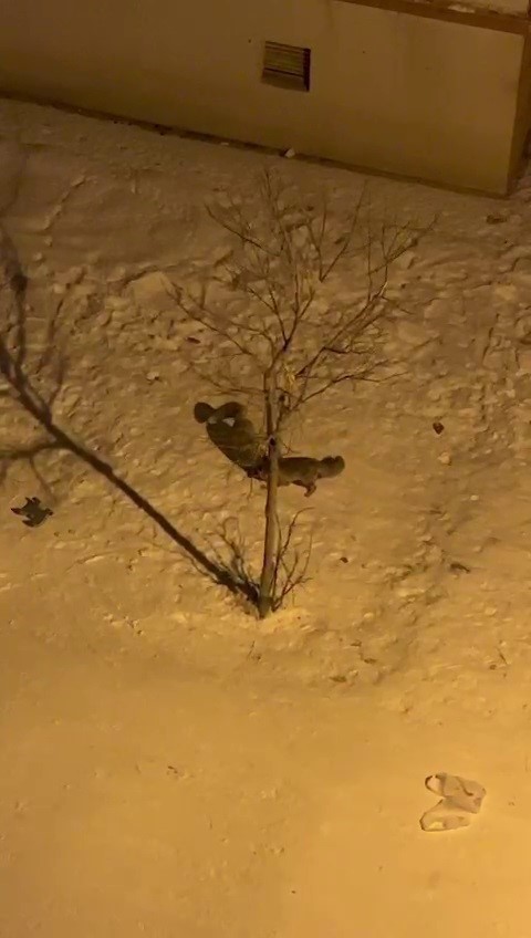 Tilkilerin bah&ccedil;edeki kar eğlencesi g&ouml;r&uuml;nt&uuml;lendi
