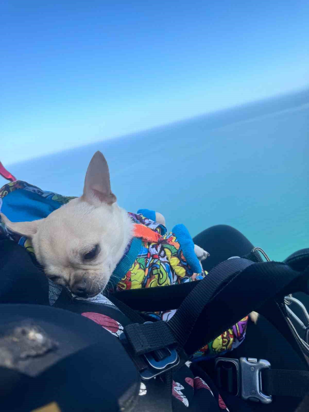 Sevimli k&ouml;pek &rsquo;Kaju&rsquo; 530 metre y&uuml;kseklikten paraş&uuml;tle u&ccedil;tu
