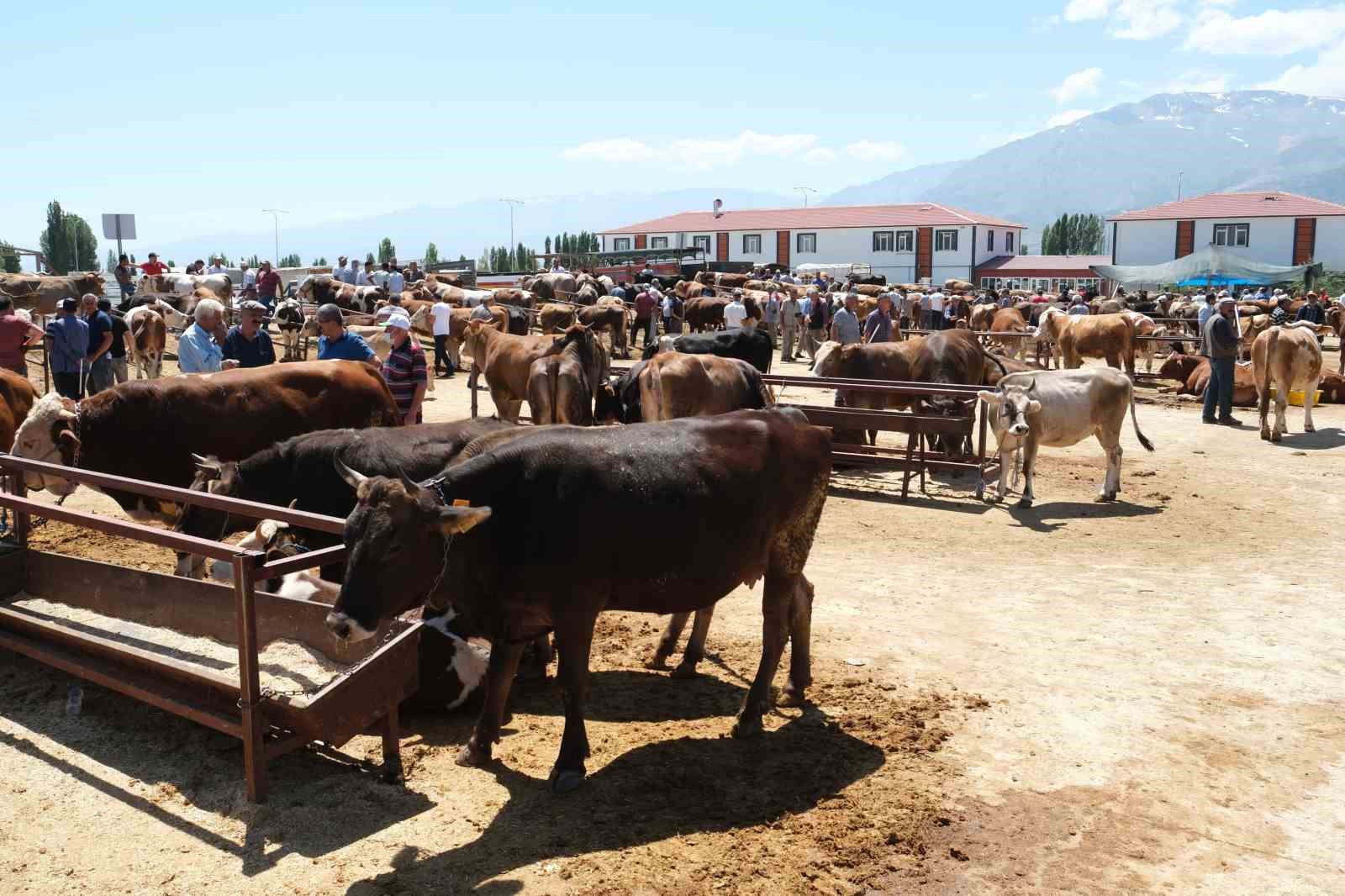 Erzincan’daki hayvan pazarında şap karantinası