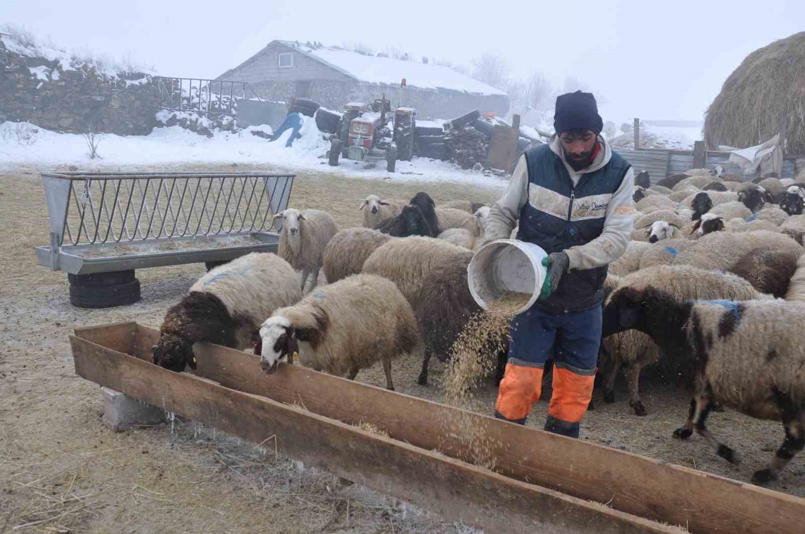 Kars’ta küçükbaş hayvancılık yapanlar çoban bulmakta zorluk çekiyor