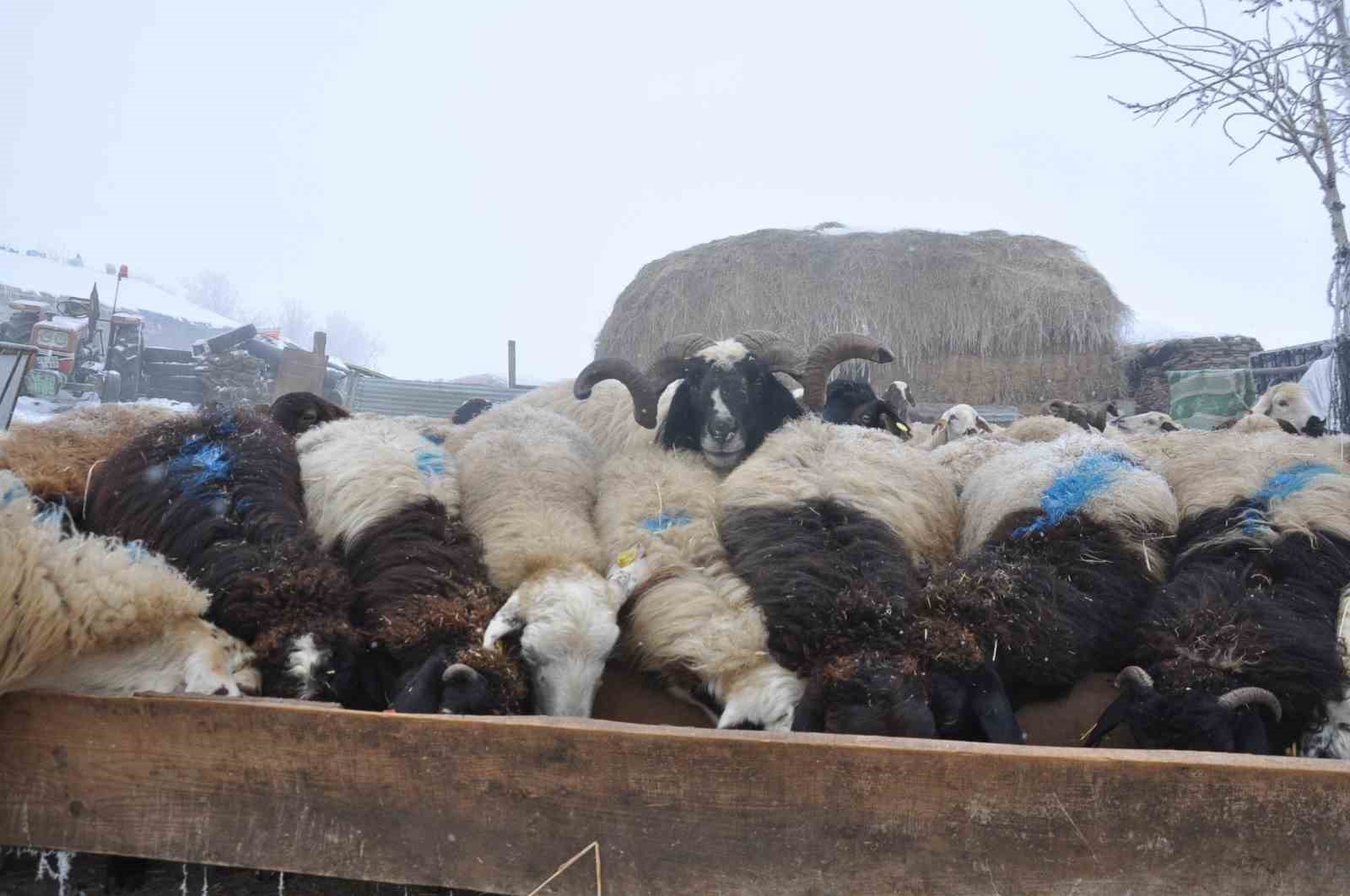 Kars’ta küçükbaş hayvancılık yapanlar çoban bulmakta zorluk çekiyor
