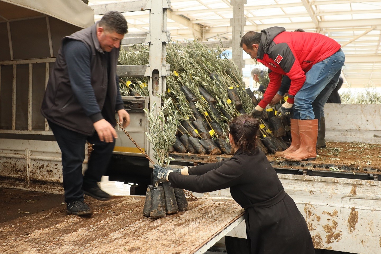 Muğla’da 20 bin zeytin fidanı toprakla buluştu