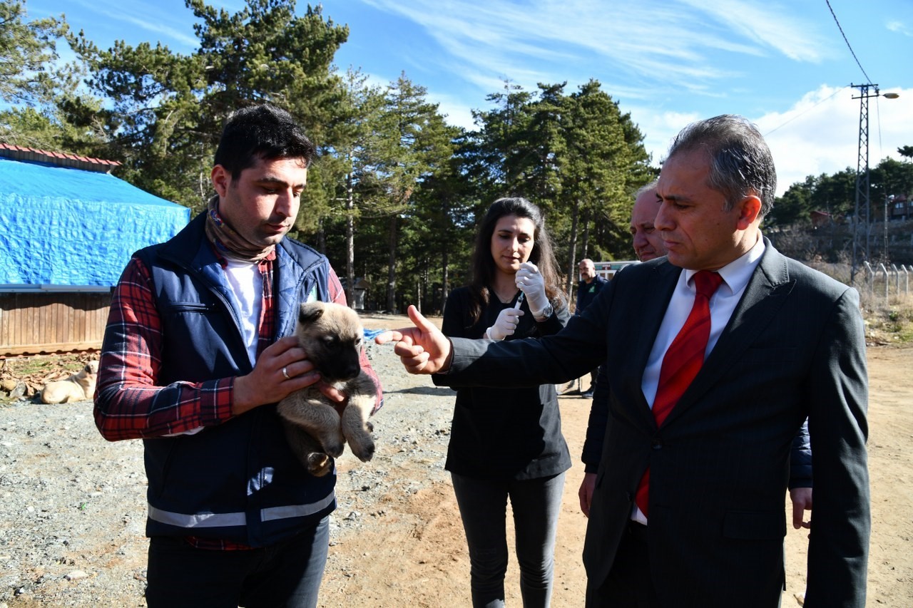 Amanos Dağları’na yaban ve sokak hayvanları için yem bırakıldı