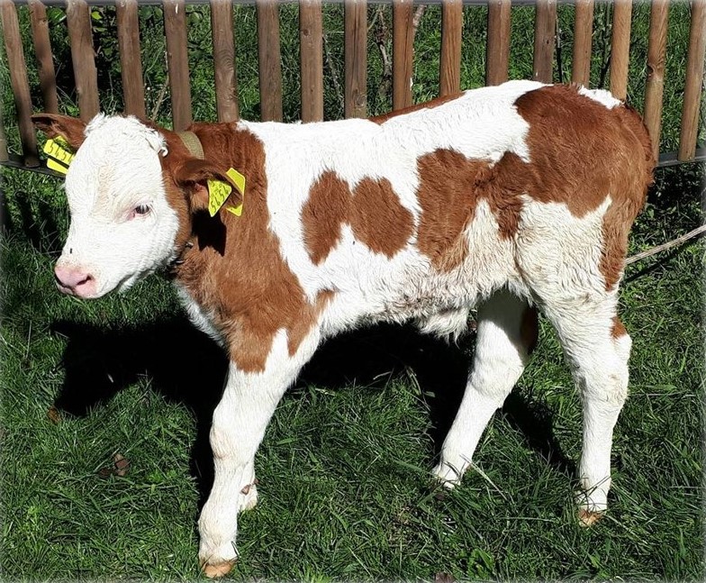 DAP b&ouml;lgesinde, &lsquo;buzağılar &ouml;lmesin&rsquo; projesi
