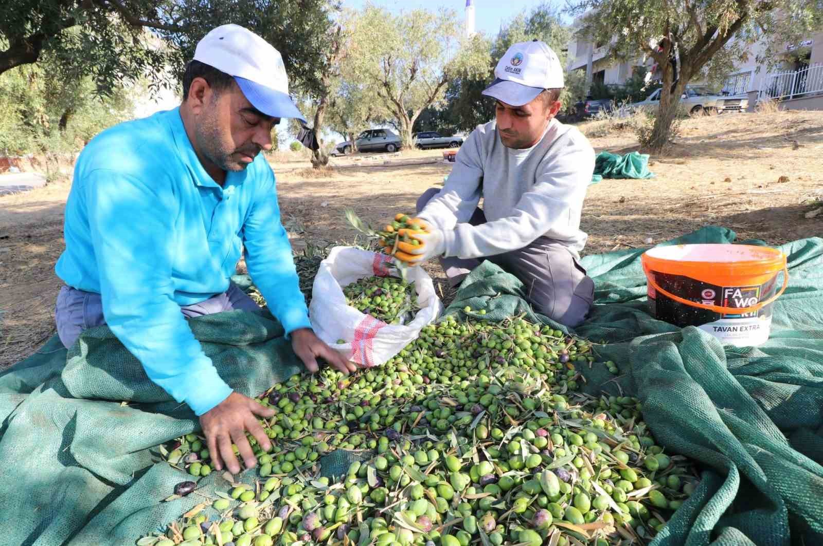 Park ve bah&ccedil;elerdeki zeytinler ihtiya&ccedil; sahipleri i&ccedil;in zeytinyağına d&ouml;n&uuml;şt&uuml;r&uuml;ld&uuml;
