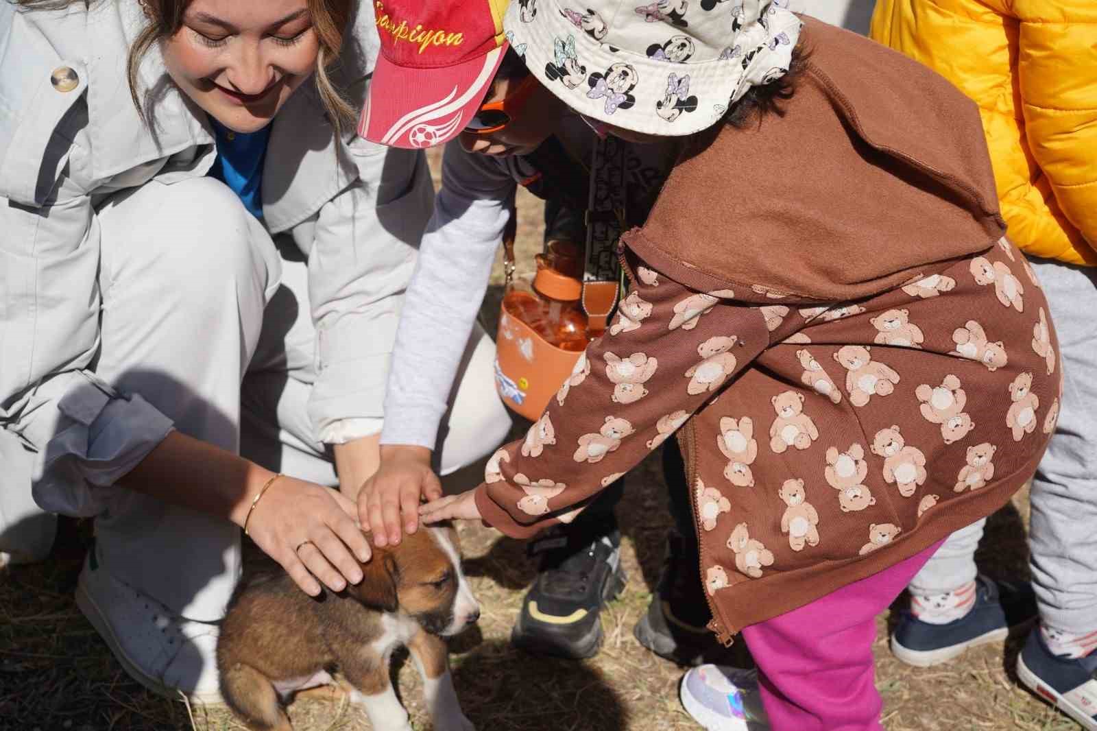 Bilecik’te 234 kedi ve köpek sahiplendirildi