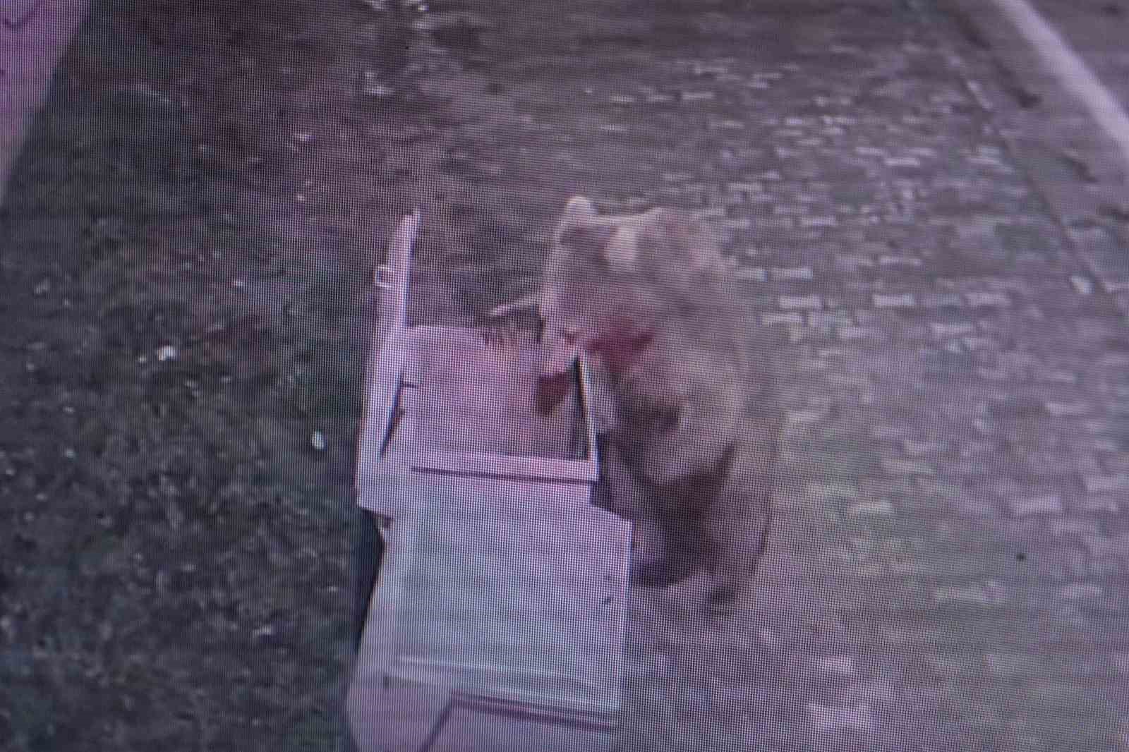 Firar eden ayı i&ccedil;in camilerden anons yapıldı
