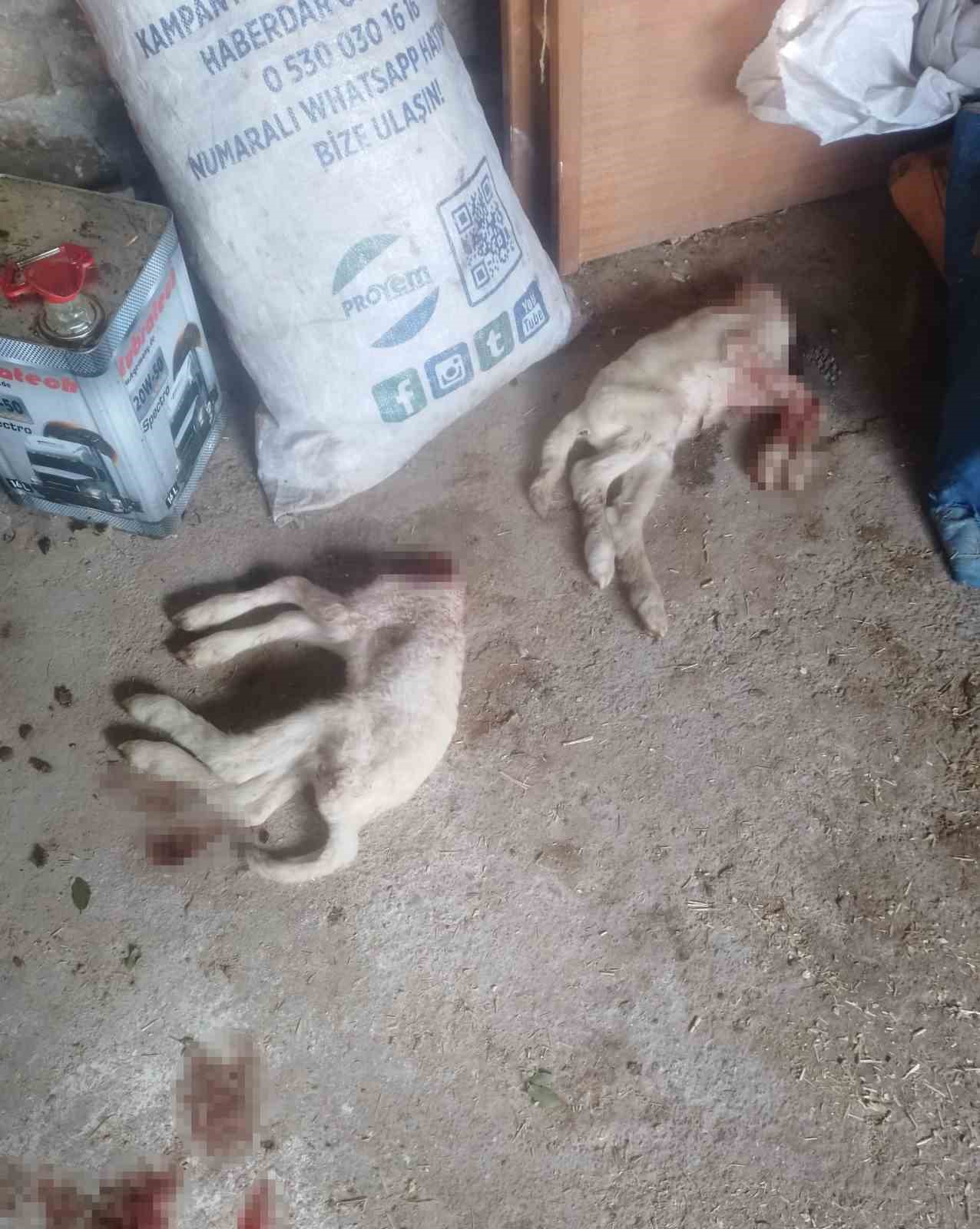 Pazara giden &ccedil;obanın ağılına giren sokak k&ouml;pekleri 2 kuzuyu par&ccedil;aladı
