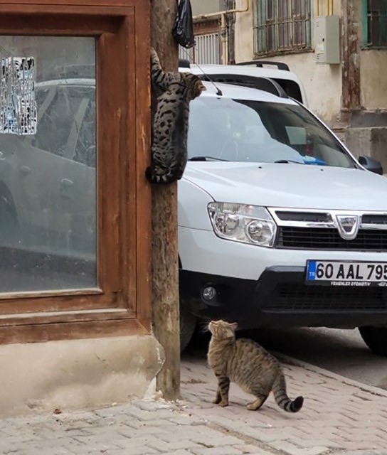 Kedilerin hırsızlık anı izleyenleri g&uuml;l&uuml;msetti
