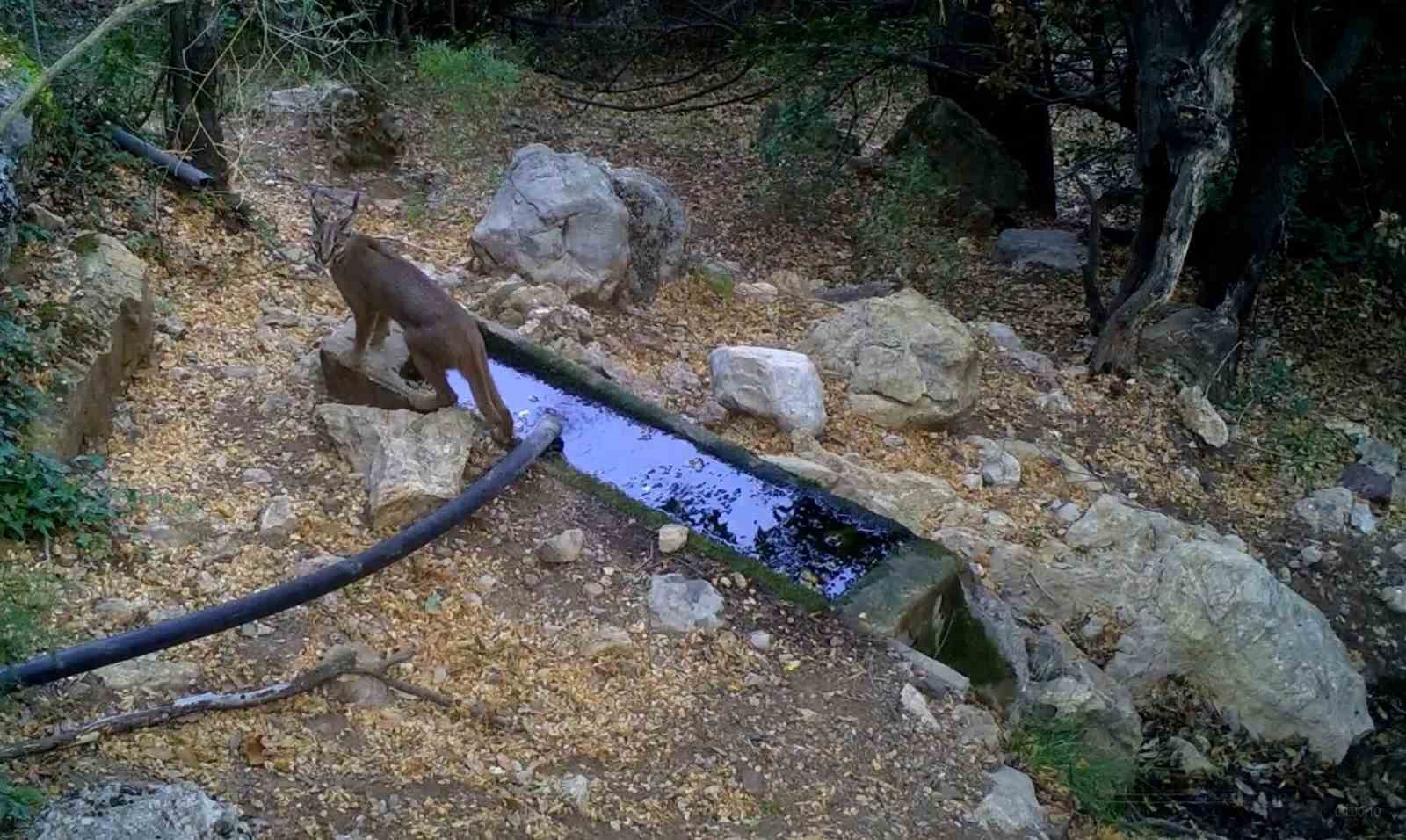 Nesli tükenme tehlikesi altındaki karakulaklar fotokapan ile görüntülendi