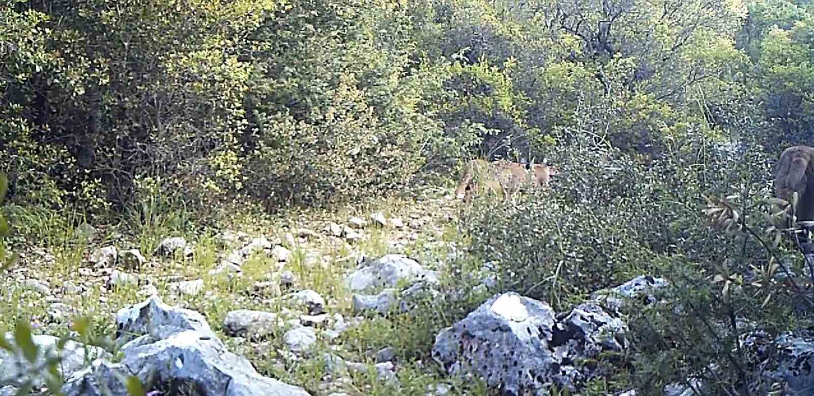 Nesli tükenme tehlikesi altındaki karakulaklar fotokapan ile görüntülendi
