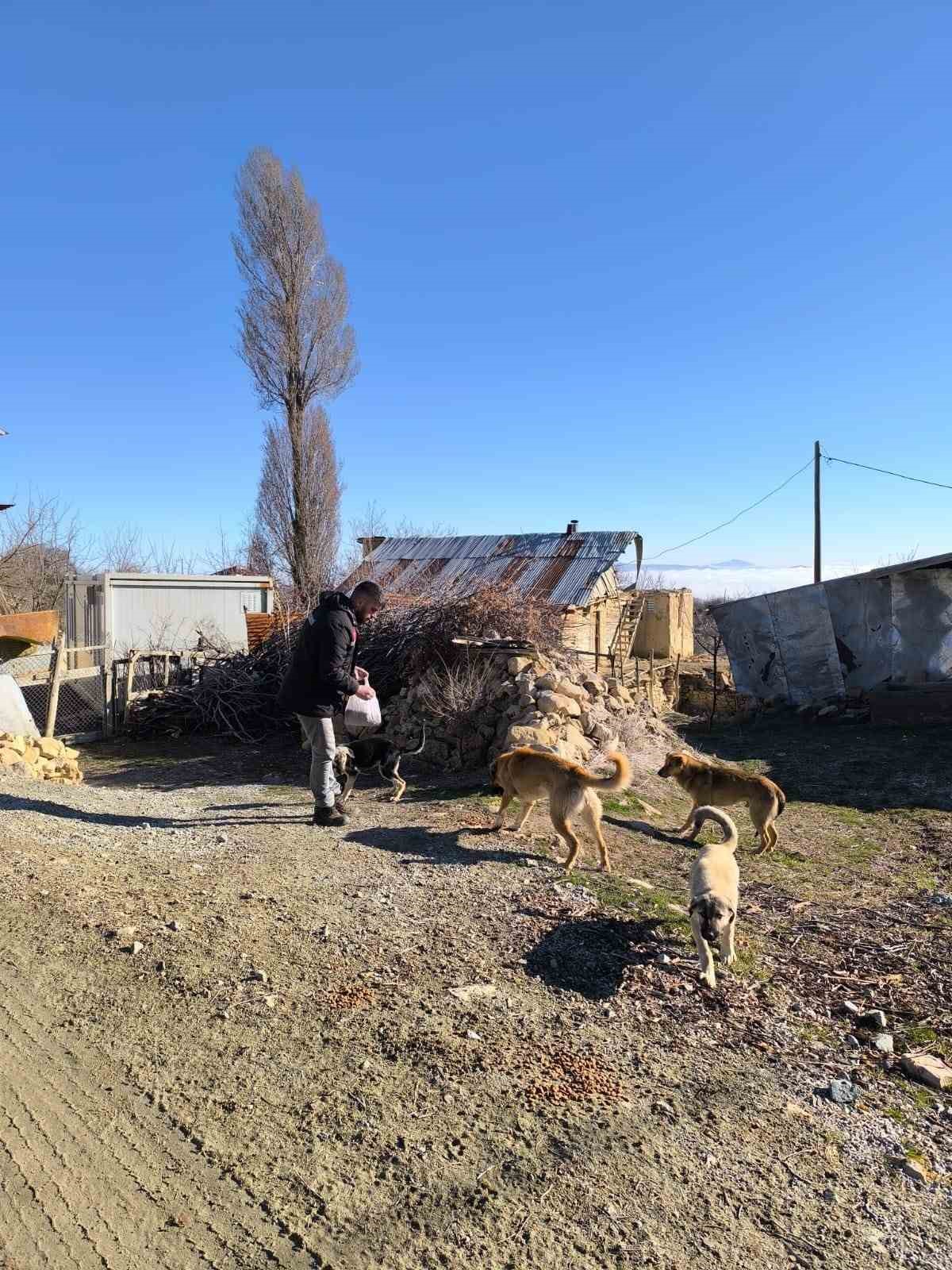 Elazığ Özel İdare ekipleri, sokak hayvanlarını unutmadı
